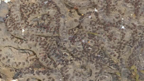 Toad Spawn Toad Eggs Ιαπωνικός Κοινός Βάτραχος Bufo Japonicus Formosus — Αρχείο Βίντεο