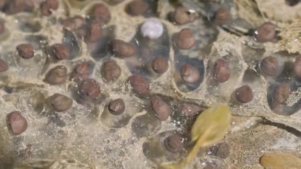 Toad Spawn Toad Eggs Japanese Common Toad Bufo Japonicus Formosus — Vídeo de stock