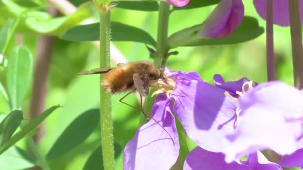 大型蜂フライ ボンベイ専攻 花蜜に餌をやる — ストック動画