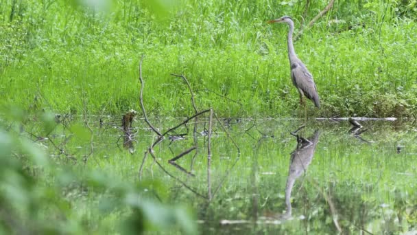 Grå Heron Leting Etter Fisk Skogsdammen – stockvideo