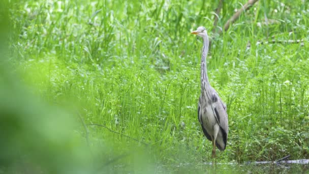 Grå Heron Leting Etter Fisk Skogsdammen – stockvideo