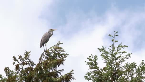 Grey Heron Hviler Toppen Trærne Skogen – stockvideo