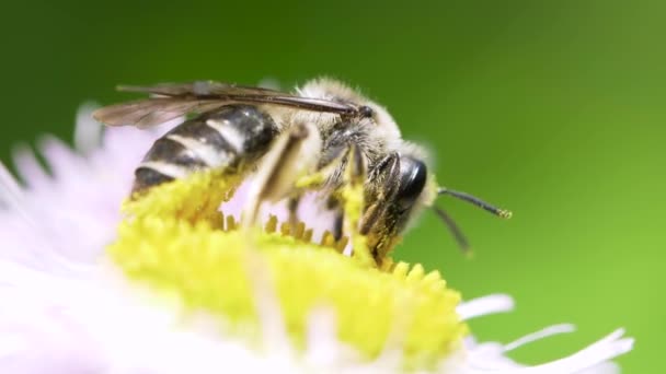 Small Hoverfly Eupeodes Corollae Feeding Flower Pollen — Stock Video
