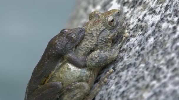 Συμπεριφορά Mating Kajika Frogs Buergeria Buergeri Amplexus Στο Mountain Stream — Αρχείο Βίντεο