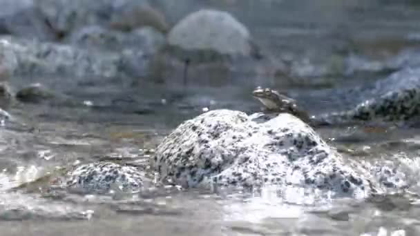 Kajika Kikker Buergeria Buergeri Wachten Vrouwelijke Kikker Bergstroom — Stockvideo