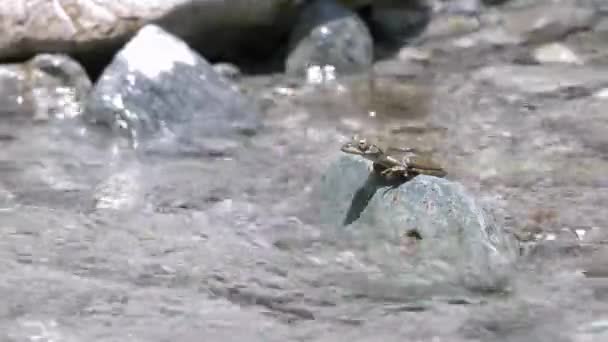Kajika Frog Buergeria Buergeri 在山溪中等待雌性青蛙 — 图库视频影像