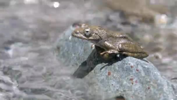 Kajika Frosch Buergeria Buergeri Warten Auf Weiblichen Frosch Gebirgsbach — Stockvideo