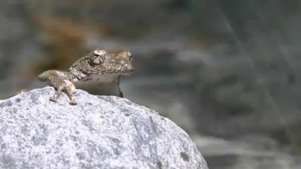 Kajika Frog Buergeria Buergeri Waiting Female Frog Mountain Stream — Stock Video