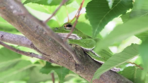 Žabák Lesní Rhacophorus Arboreus Odpočívající Stromě — Stock video