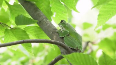 Ağaçta dinlenen Orman Yeşil Ağaç Kurbağası (Rhacophorus Arboreus)