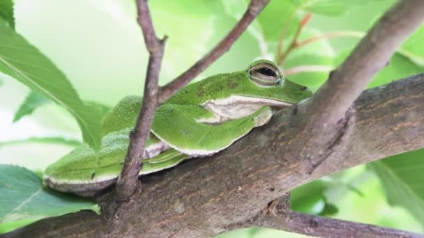 Βάτραχος Πράσινου Δάσους Rhacophorus Arboreus Που Αναπαύεται Στο Δέντρο — Αρχείο Βίντεο