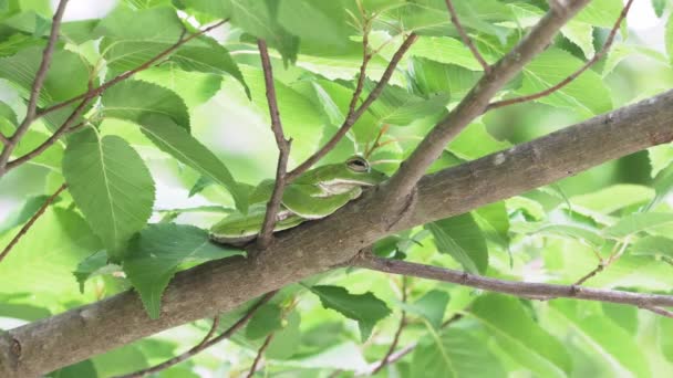 Grenouille Arborescente Rhacophorus Arboreus Reposant Sur Arbre — Video