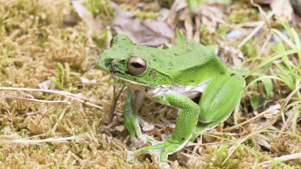 Bosgroene Boomkikker Rhacophorus Arboreus Rustend Grond — Stockvideo