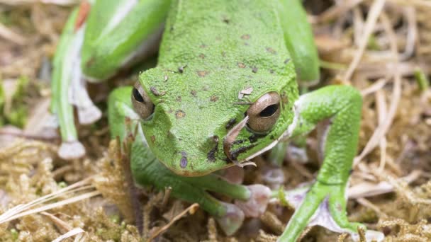 Bosgroene Boomkikker Rhacophorus Arboreus Rustend Grond — Stockvideo