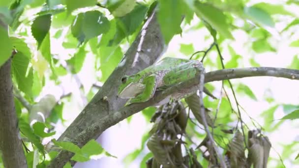 Grenouille Arborescente Rhacophorus Arboreus Reposant Sur Arbre — Video