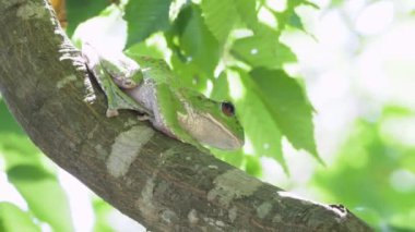 Ağaçta dinlenen Orman Yeşil Ağaç Kurbağası (Rhacophorus Arboreus)