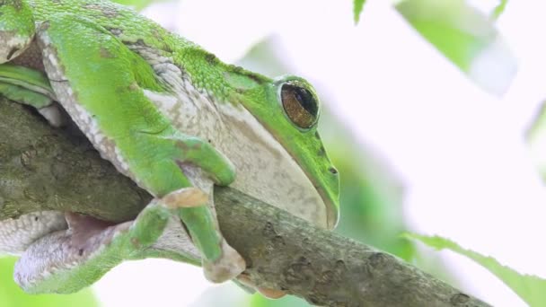 Bosgroene Boomkikker Rhacophorus Arboreus Rustend Boom — Stockvideo