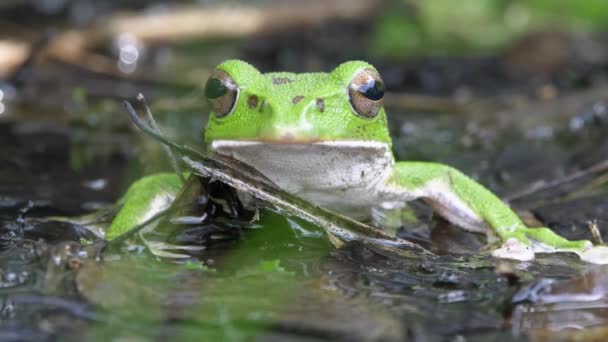 Forest Green Tree Frog Rhacophorus Arboreus Mountain Pond — Videoclip de stoc