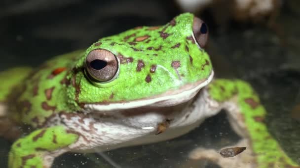 Gece Dağ Göleti Nde Orman Yeşil Ağacı Kurbağası Rhacophorus Arboreus — Stok video
