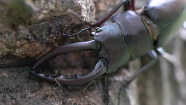 Sawtoothed Stag Beetle Prosopocoilus Inclinatus Resting Tree Forest — 비디오