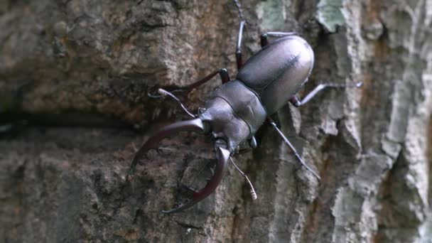 Sawtoothed Stag Beetle Prosopocoilus Inclinatus Descansando Árvore Floresta — Vídeo de Stock