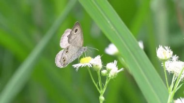 Yaygın Beş Halkalı Kelebek (Ypthima argus) Çiçek Nektarı ile beslenir