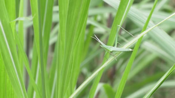 Oriental Longheaded Locust Acrida Cinerea Vila Grönt Gräs — Stockvideo