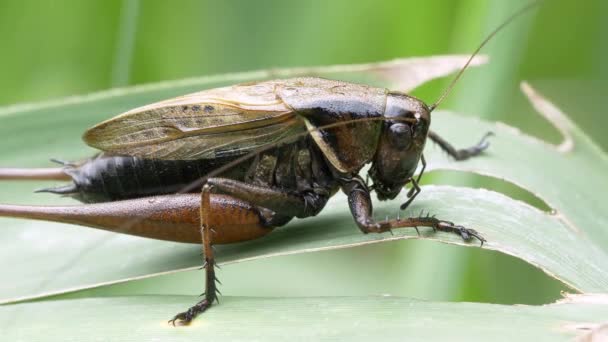 Katydids Bush Grilli Eobiana Engelhardti Subtropica — Video Stock