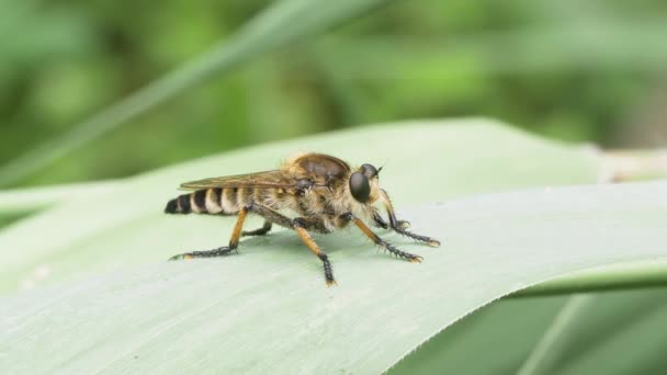 Robber Fly Promachus Yesonicus Rustend Groen Blad — Stockvideo