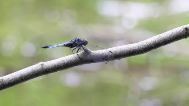 Dragonfly Orthetrum Melania Orman Havuzu Ndaki Dala Dinleniyor — Stok video