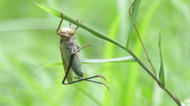 Çekirge (Tettigonia orientalis) Yeşil Çimenlerde asılı