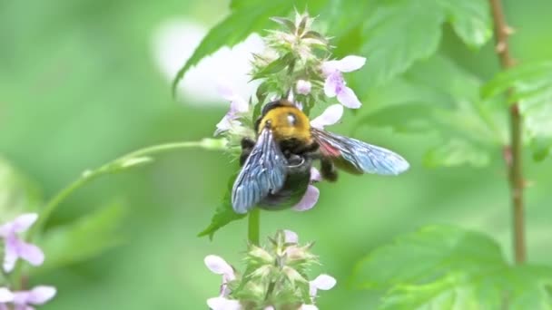 カーペンター Xylocopa虫垂炎 花蜜と花粉の給餌 — ストック動画