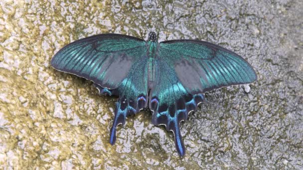 Alpenschwarzer Schwalbenschwanz Papilio Maackii Saugt Süßwasser Von Der Felsoberfläche — Stockvideo