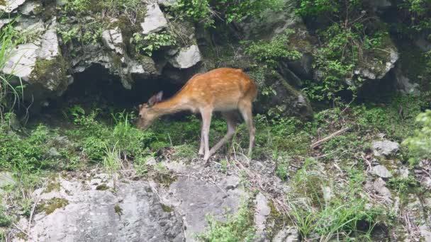 Cervos Sika Veados Japoneses Veados Manchados Alimentando Grama Verde Penhasco — Vídeo de Stock