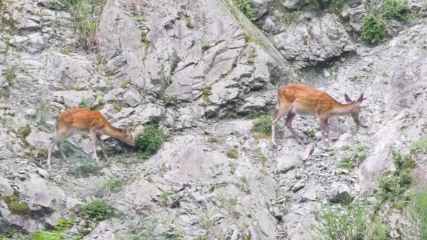 Sika Deer Cervo Giapponese Cervo Maculato Che Nutre Erba Verde — Video Stock