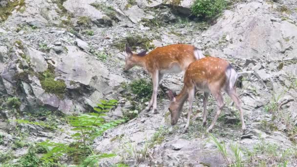 シカ鹿 日本の鹿 山の崖の緑の芝生の上で発見された鹿の餌 — ストック動画