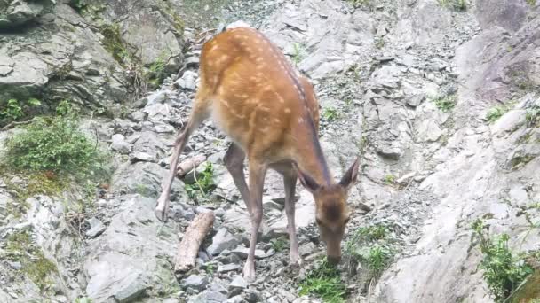 Sika Rådjur Japanska Rådjur Fläckig Rådjur Utfodring Grönt Gräs Mountain — Stockvideo