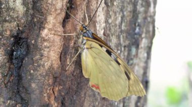 Büyük Mor İmparator Kelebek (Sasakia charonda, dişi) ağaç özü ile besleniyor