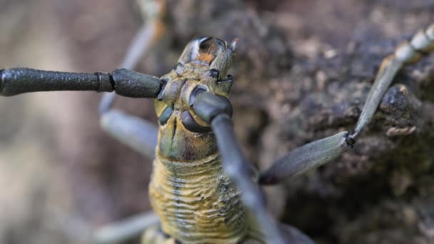 Brown Longhorn Beetle Apriona Japonica Resting Tree — Stock Video