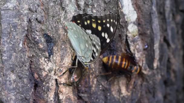 Great Purple Emperor Butterfly Sasakia Charonda Female Feeding Tree Sap — Stock Video