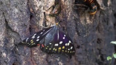 Büyük Mor İmparator Kelebek (Sasakia charonda, dişi) ağaç özü ile besleniyor