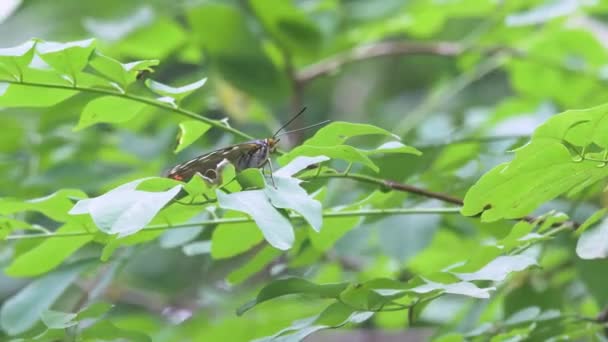 Velký Purpurový Císařský Motýl Sasakia Charonda Fena Rsting Green Leaf — Stock video