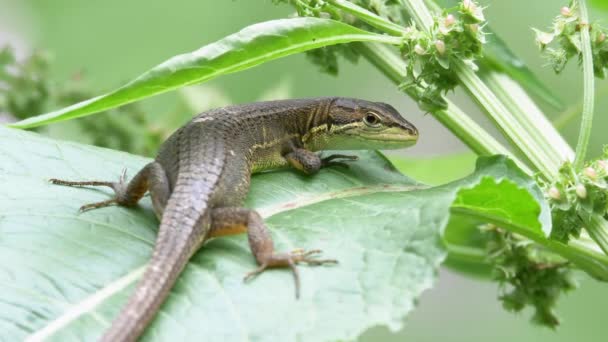 Японская Травяная Ящерица Takydromus Tachydromoides Отдыхает Зеленом Листе — стоковое видео