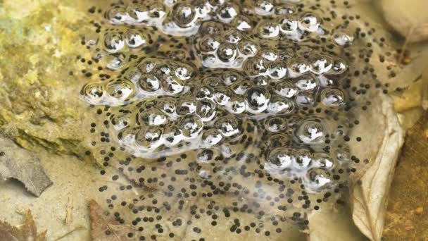 山地池塘中的青蛙 青蛙蛋 山地布朗蛙 Rana Ornativentris — 图库视频影像