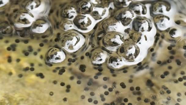 カエルの産卵 カエルの卵 モンタネのブラウンカエル オルガティエンティス 山の池に産卵 — ストック動画
