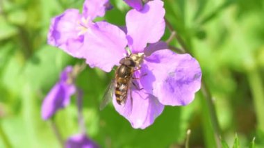 Küçük Hoverfly (Eristalis tahıl gevreği) çiçek poleniyle besleniyor
