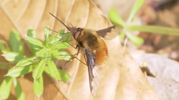 Große Bienenfliege Bombylius Major Ruht Sich Frühling Auf Blatt Aus — Stockvideo