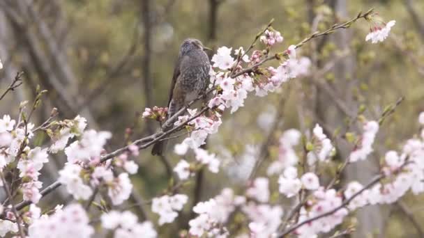 桜の花から茶色の耳をしたブルブル吸い花蜜 — ストック動画