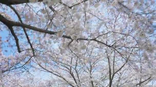 春の桜の下を歩く — ストック動画