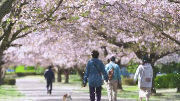 春の風に舞う花びらの桜トンネル — ストック動画